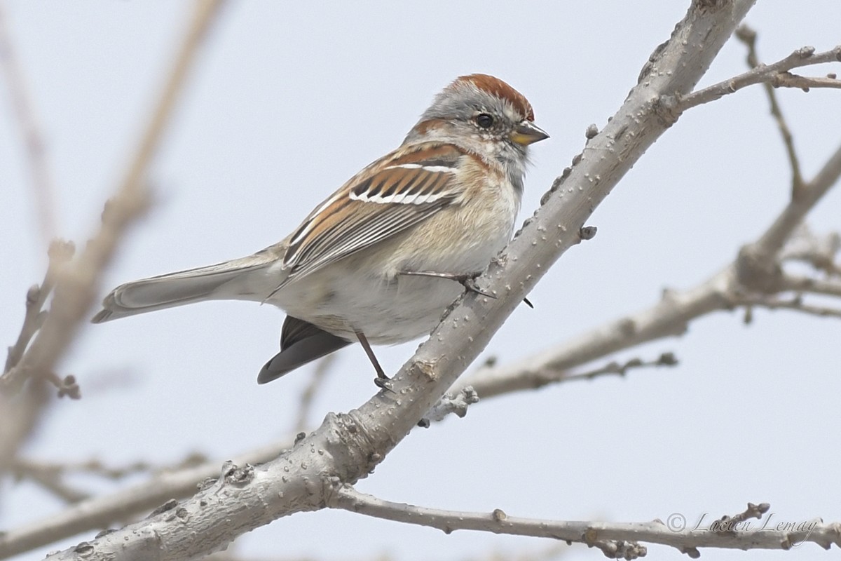 American Tree Sparrow - ML550337541