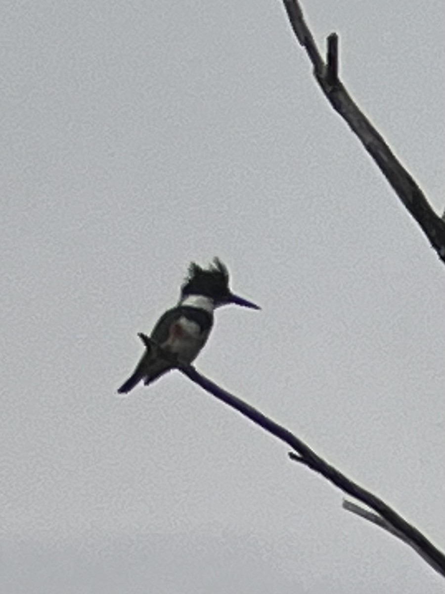 Belted Kingfisher - ML550337741