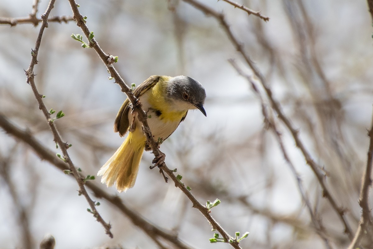 Yellow-breasted Apalis (Brown-tailed) - ML550337831