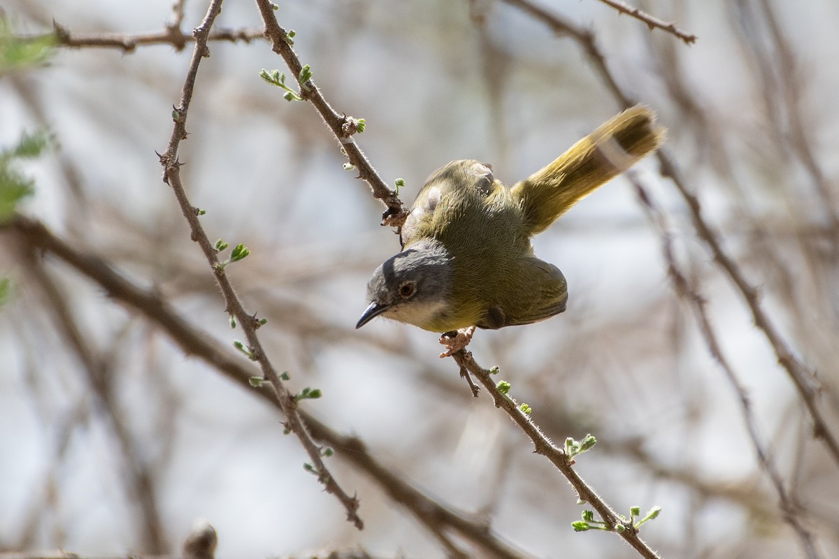 Yellow-breasted Apalis (Brown-tailed) - ML550337861