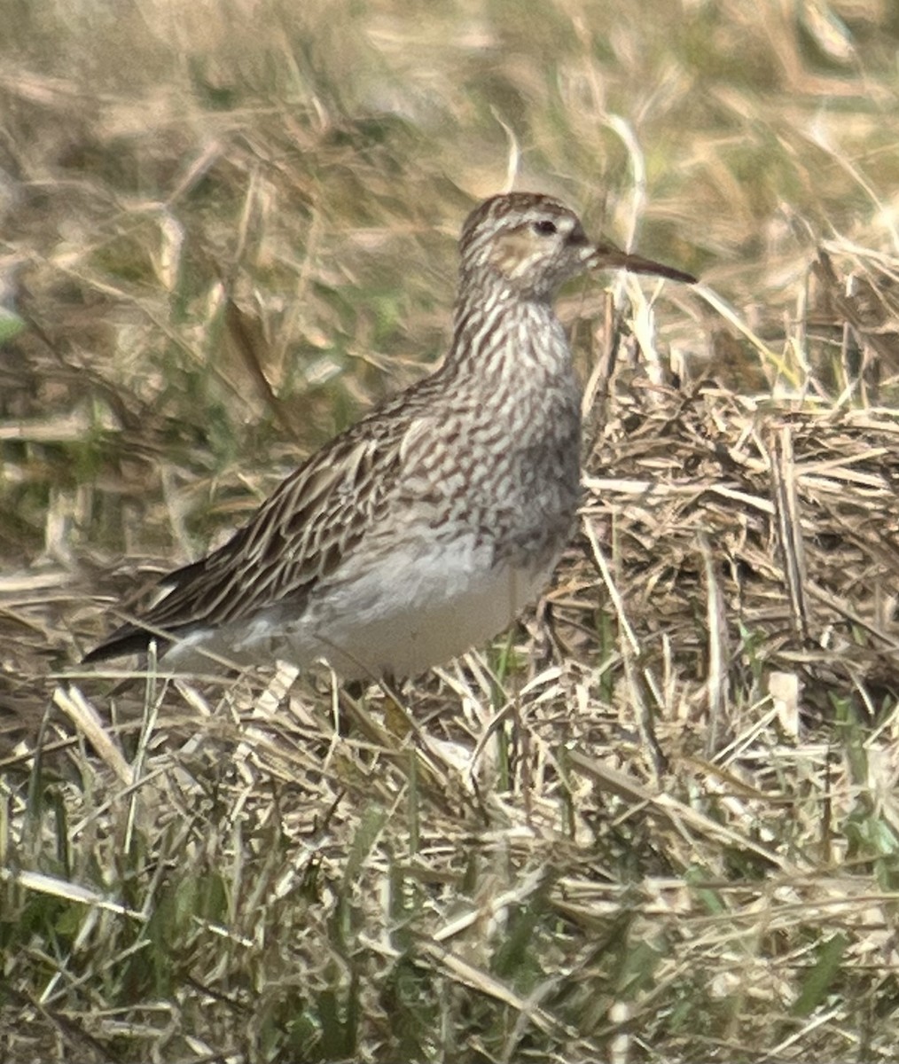 Pectoral Sandpiper - ML550338161