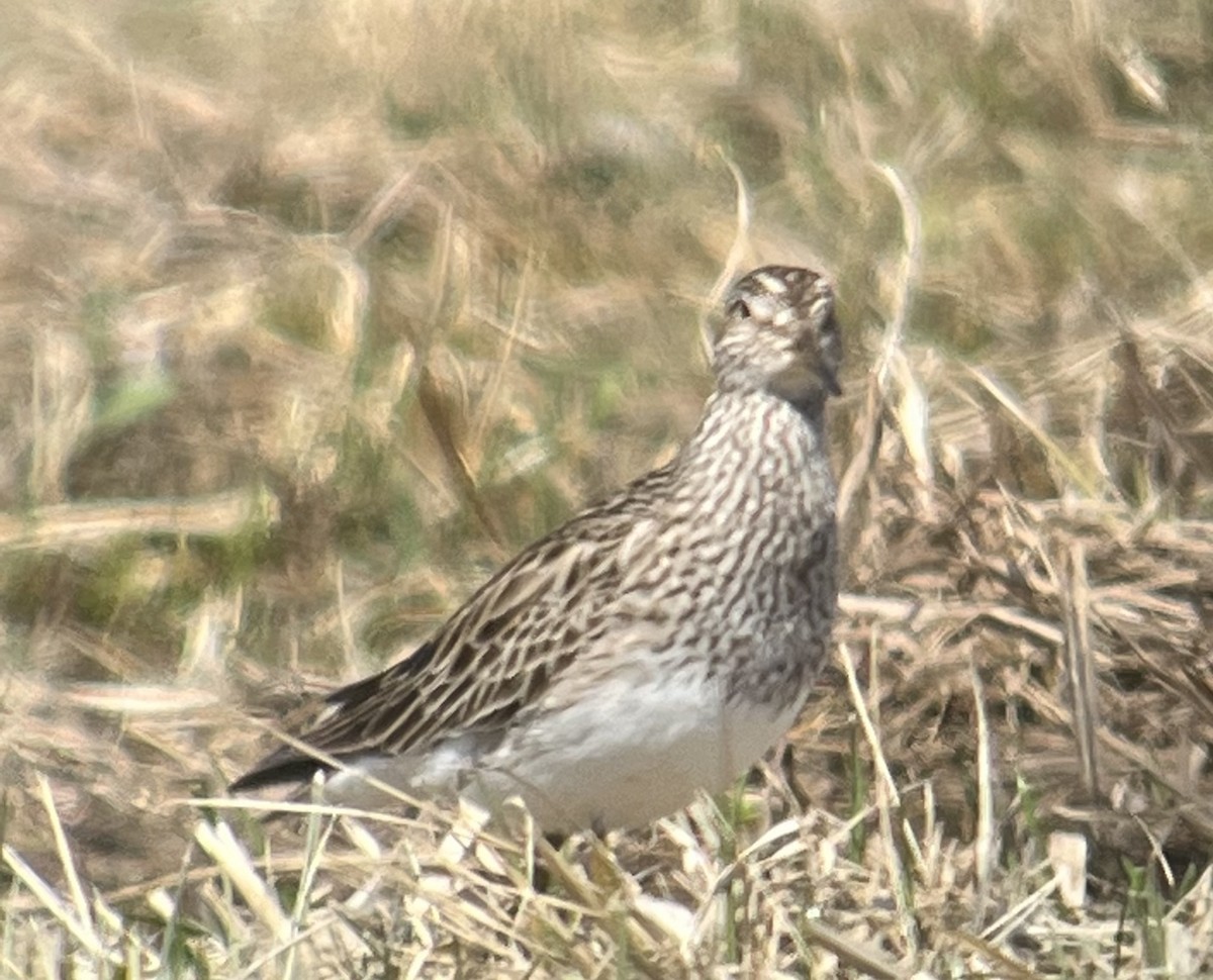 Bécasseau à poitrine cendrée - ML550338171