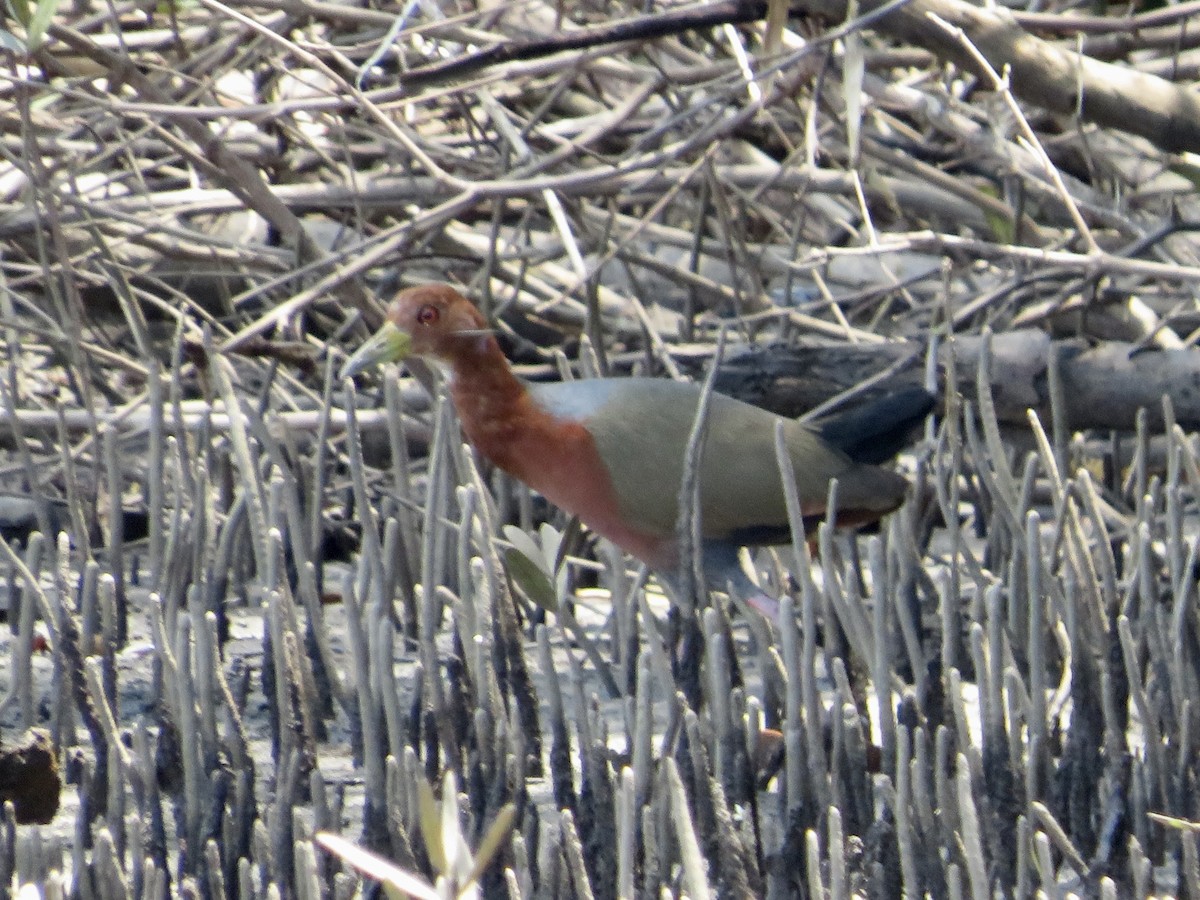 Rufous-necked Wood-Rail - Roland Rumm