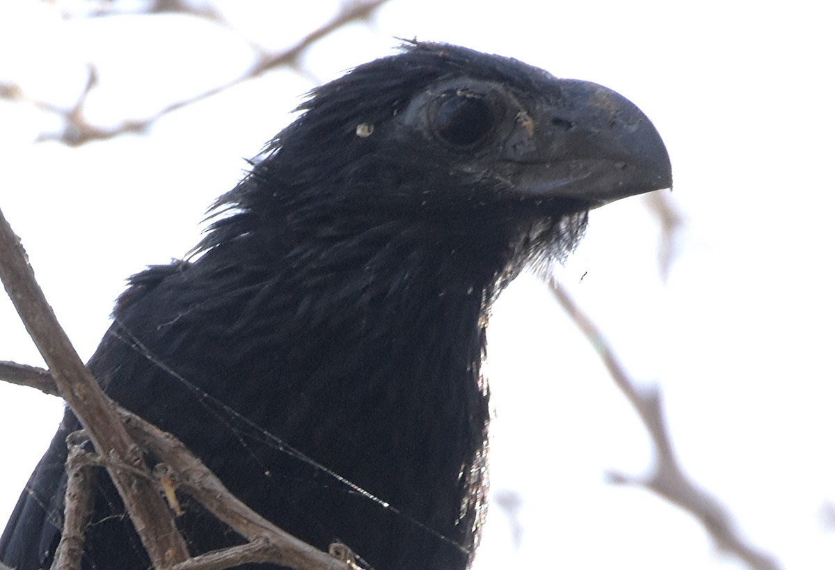 Smooth-billed/Groove-billed Ani - ML55033891