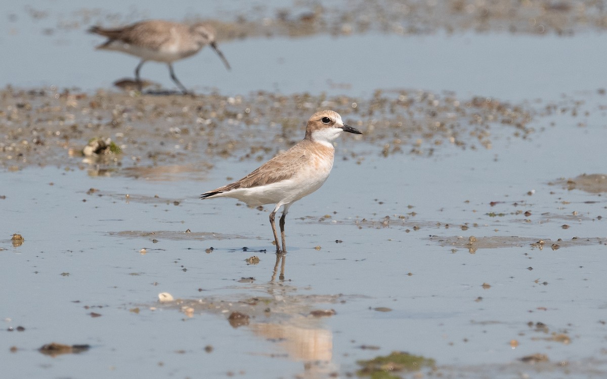 Greater Sand-Plover - ML550339031