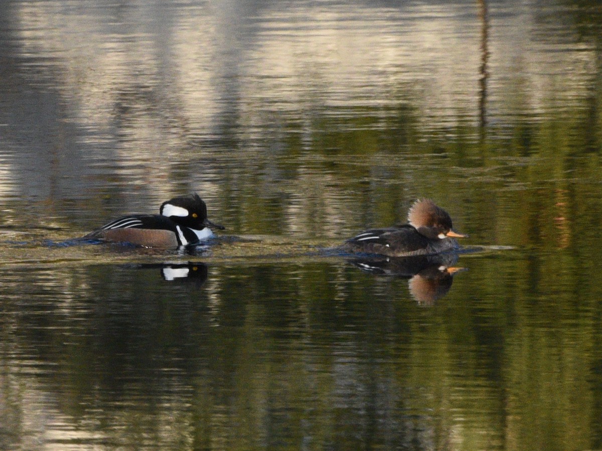 Hooded Merganser - ML550339301