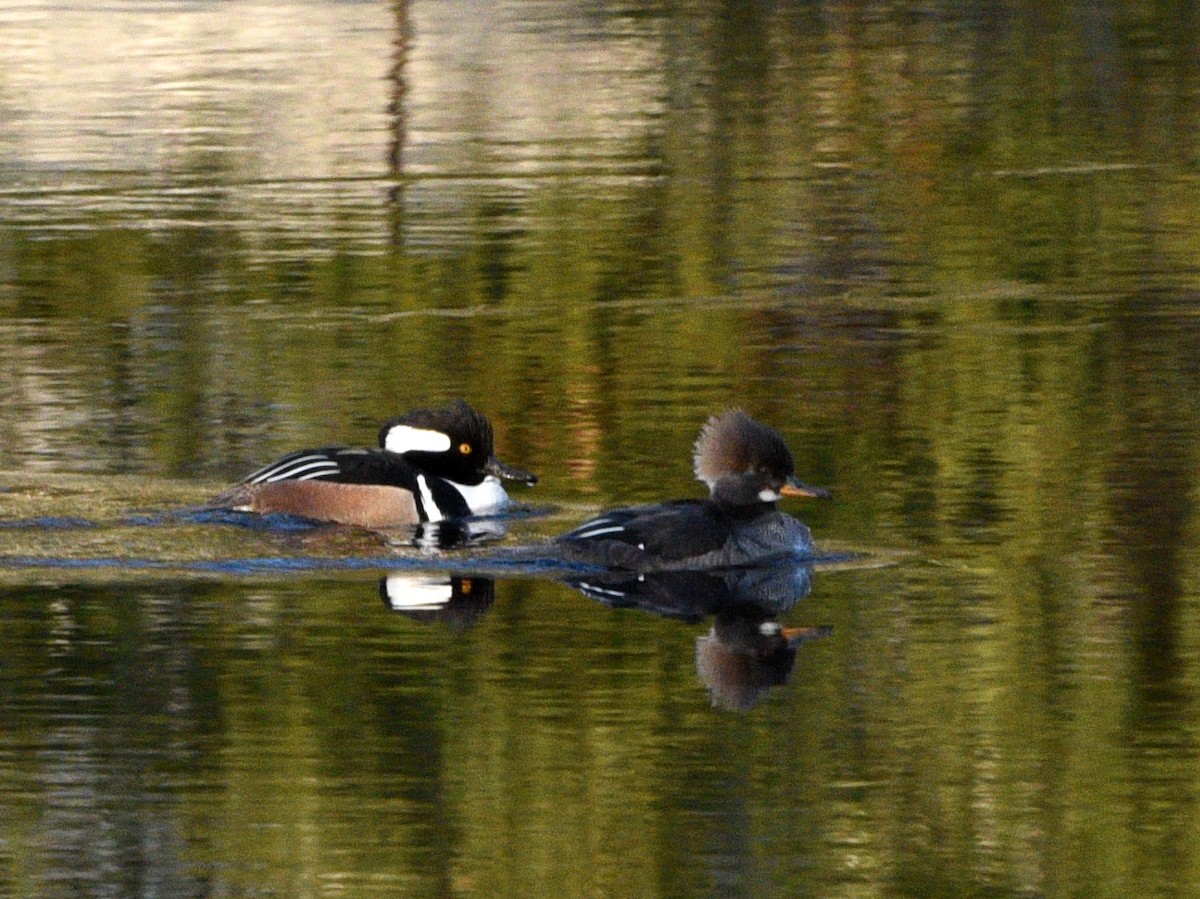 Hooded Merganser - ML550339311