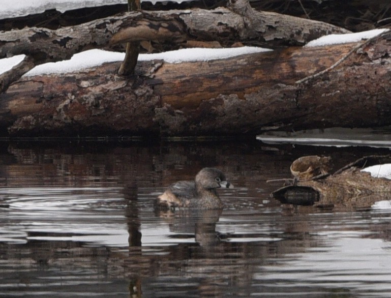 Pied-billed Grebe - ML550340151