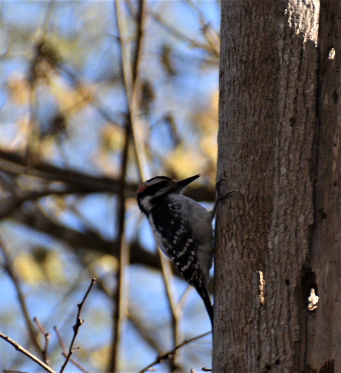 Hairy Woodpecker - ML550341521