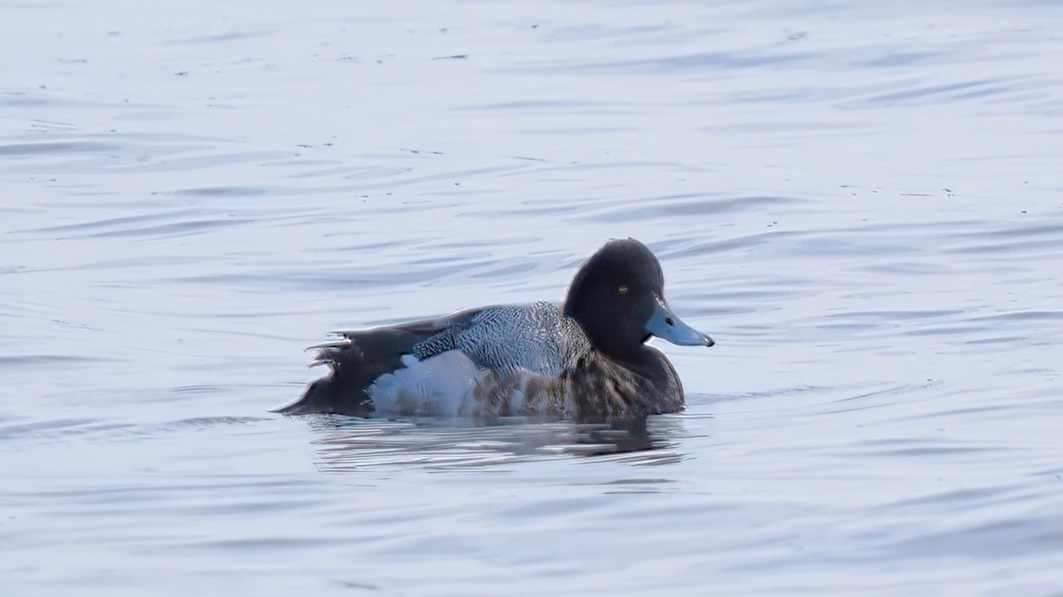 Greater Scaup - ML550341561