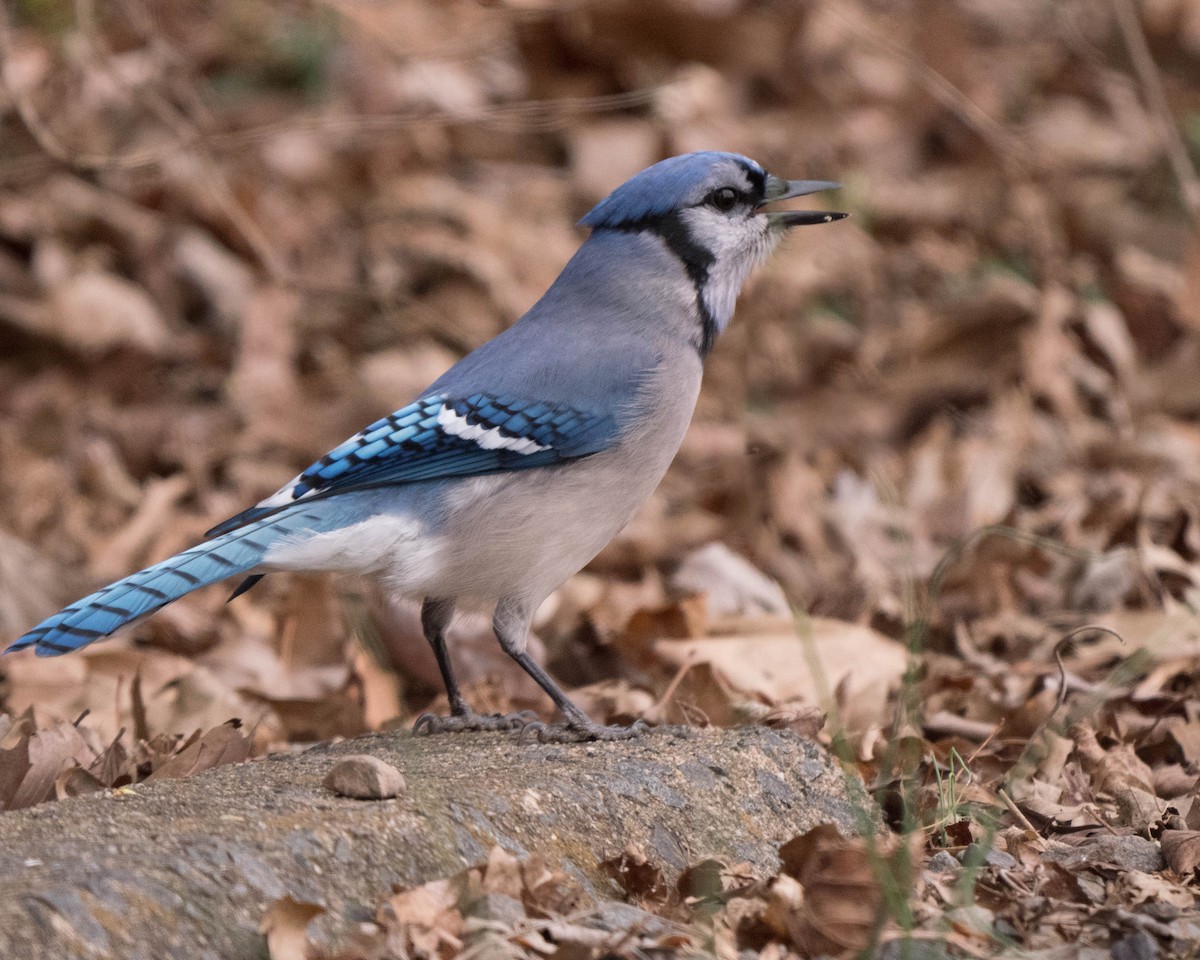 Blue Jay - Patrick Murphy