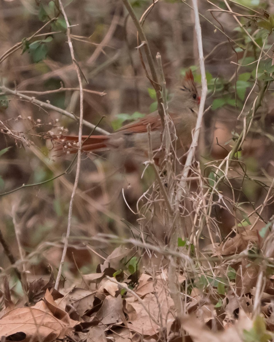 Cardinal rouge - ML55034431