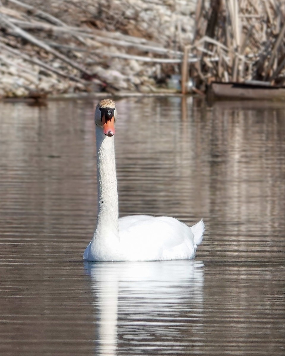 Mute Swan - ML550344791