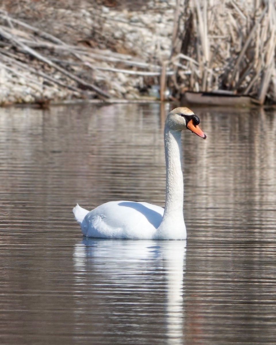 Mute Swan - ML550344801