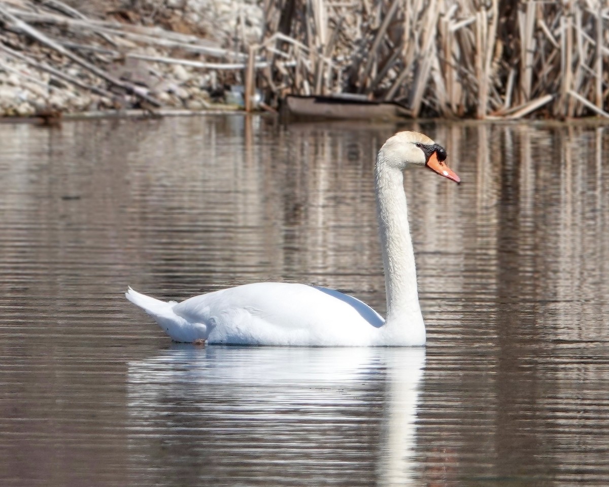 Mute Swan - Erik Richter