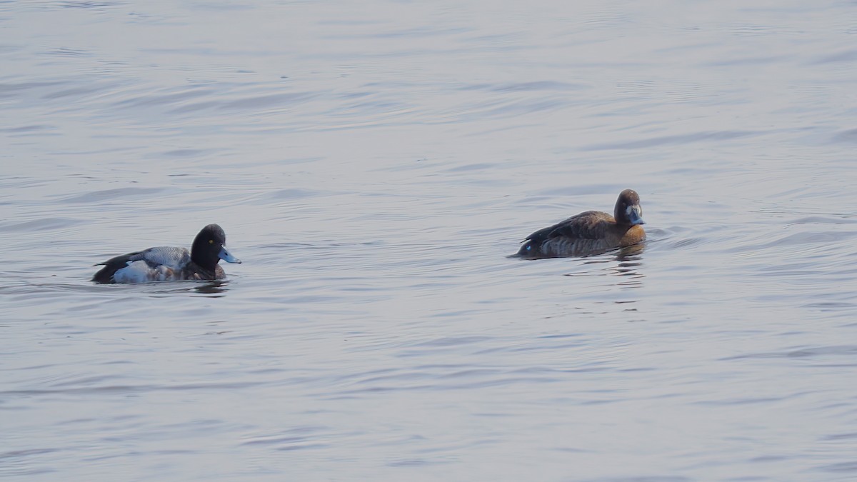 Greater Scaup - ML550345601