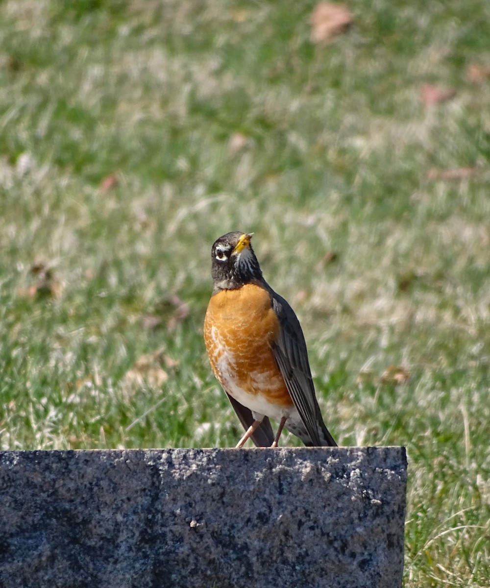 American Robin - ML550345921