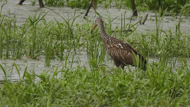 Limpkin - ML550346141