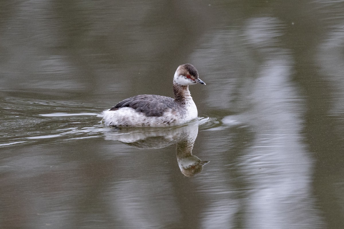 Ухаа шунгуур - ML550347581