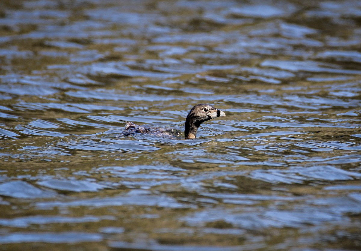 Pied-billed Grebe - ML550347591