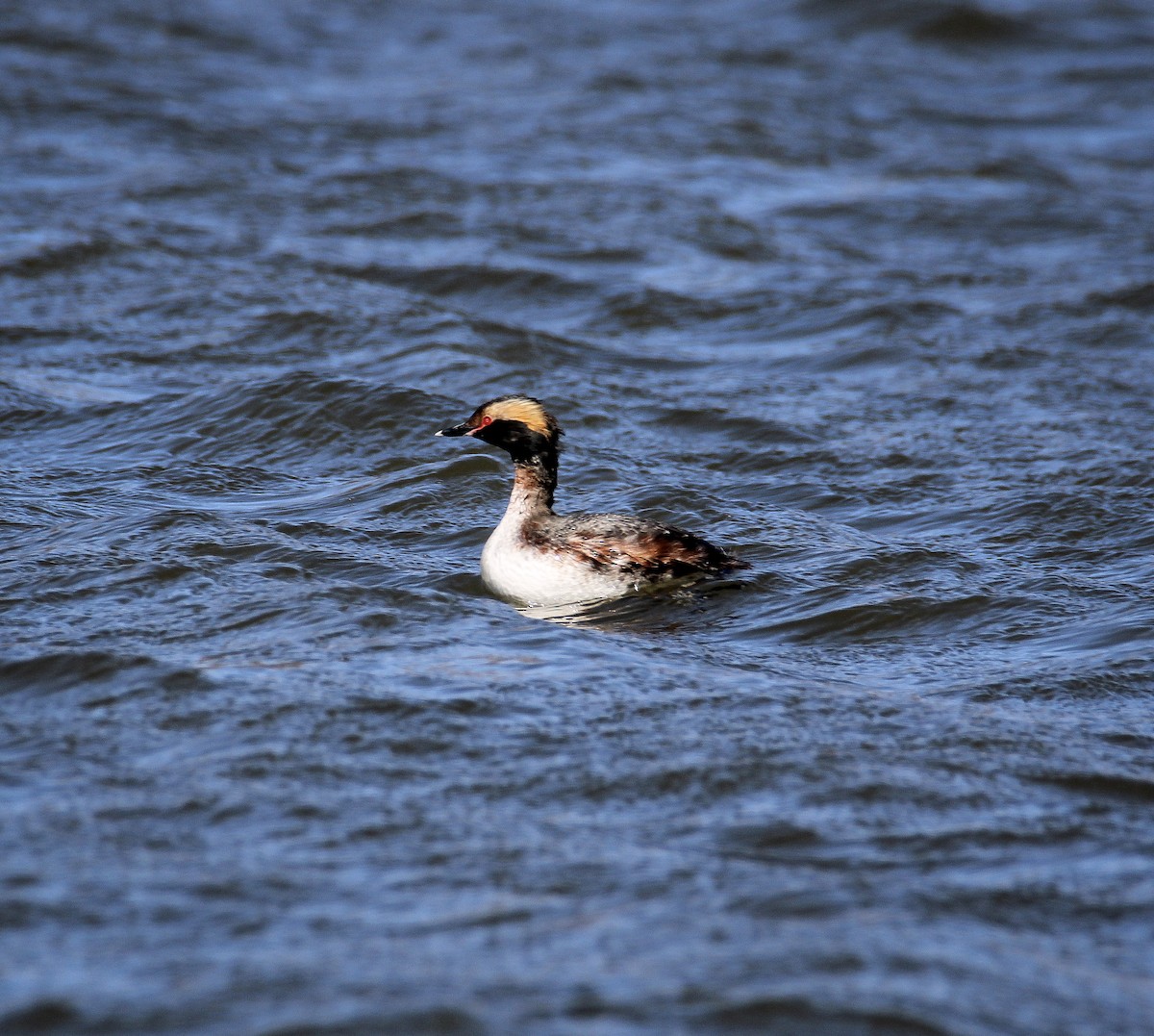 Horned Grebe - ML550347711