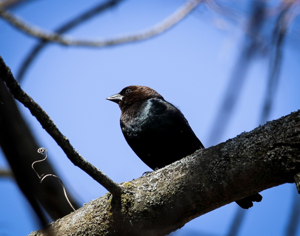 Brown-headed Cowbird - ML550347761