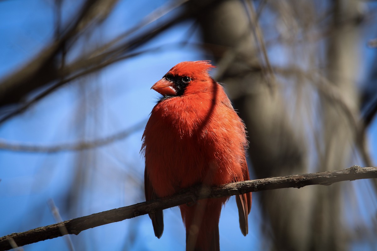 Cardinal rouge - ML550347811