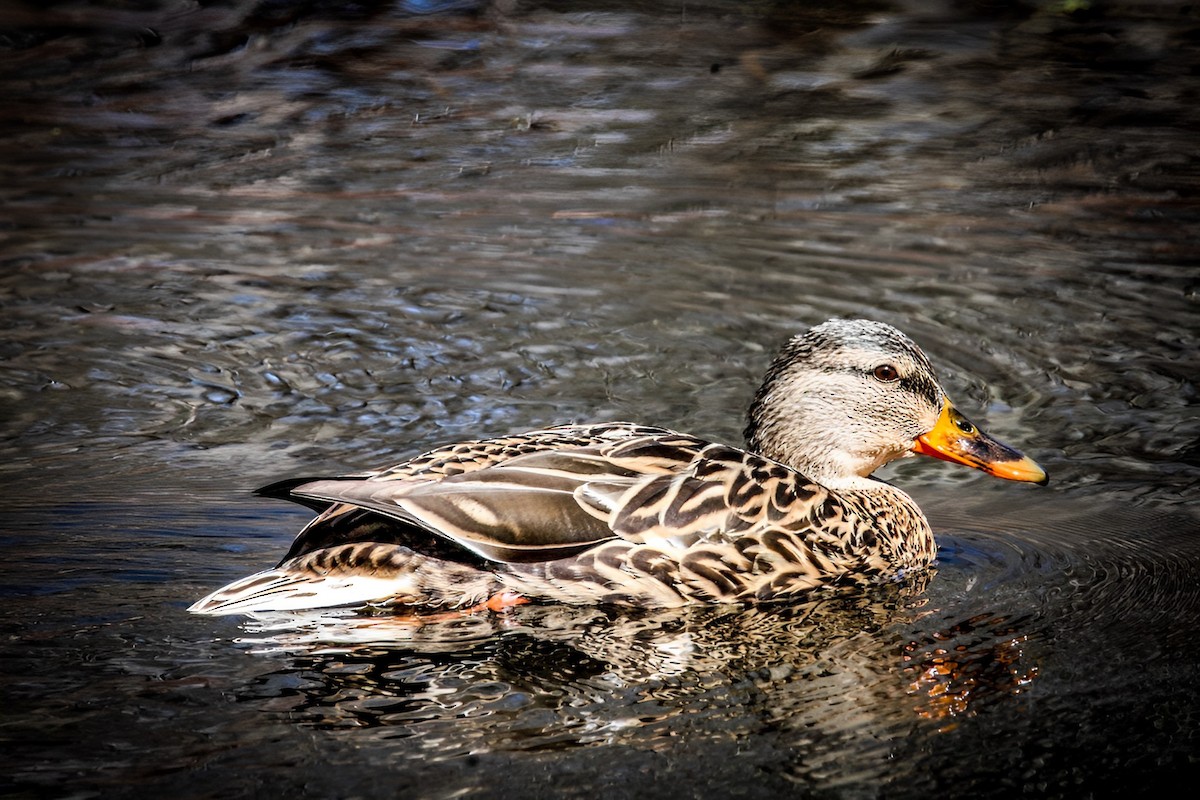 Canard colvert - ML550347871