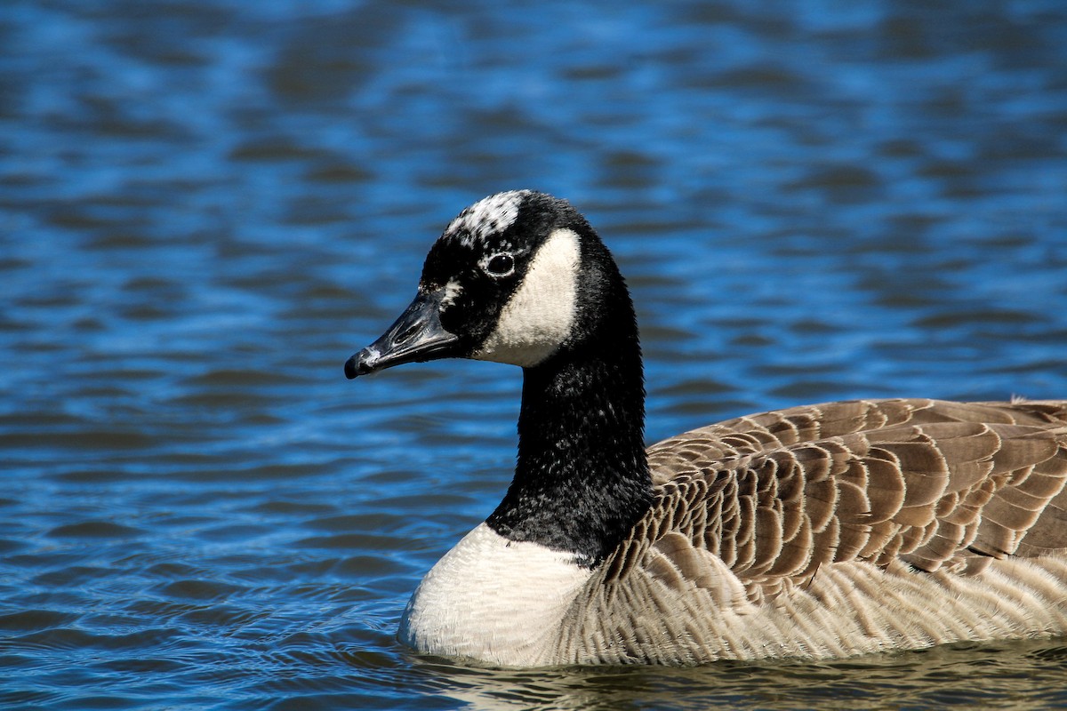 Canada Goose - ML550348001