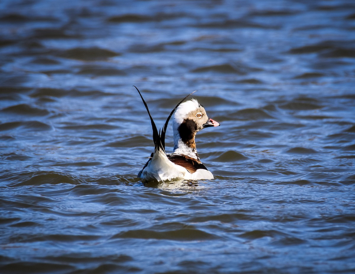 Long-tailed Duck - ML550348041