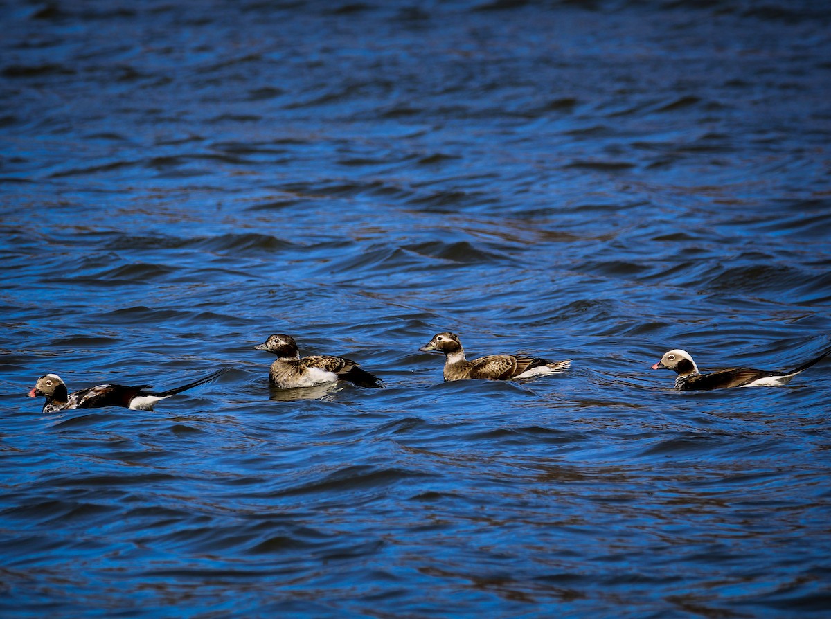 Long-tailed Duck - ML550348141