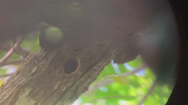 White-barred Piculet - ML550348871