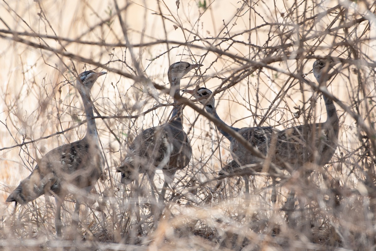 White-bellied Bustard (White-bellied) - ML550349201