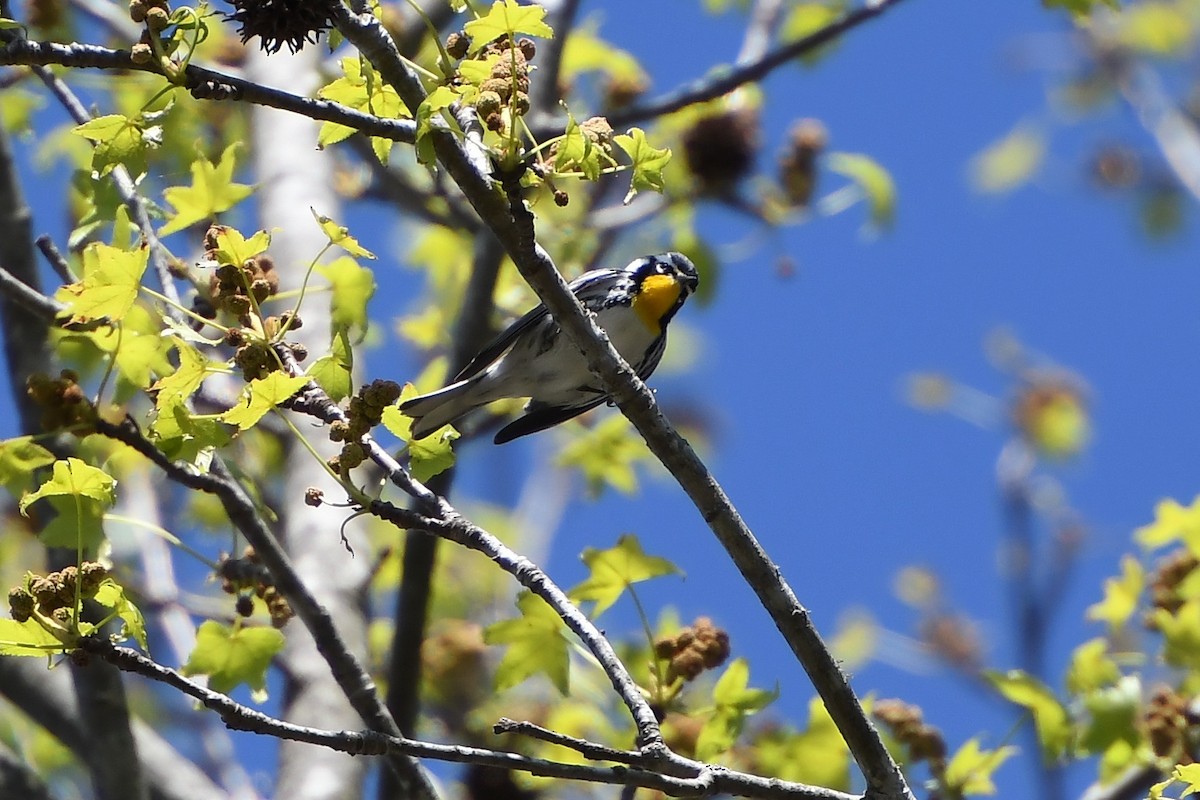 Yellow-throated Warbler - ML550349911