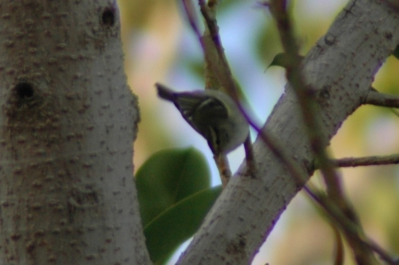 Yellow-browed Warbler - ML550351071