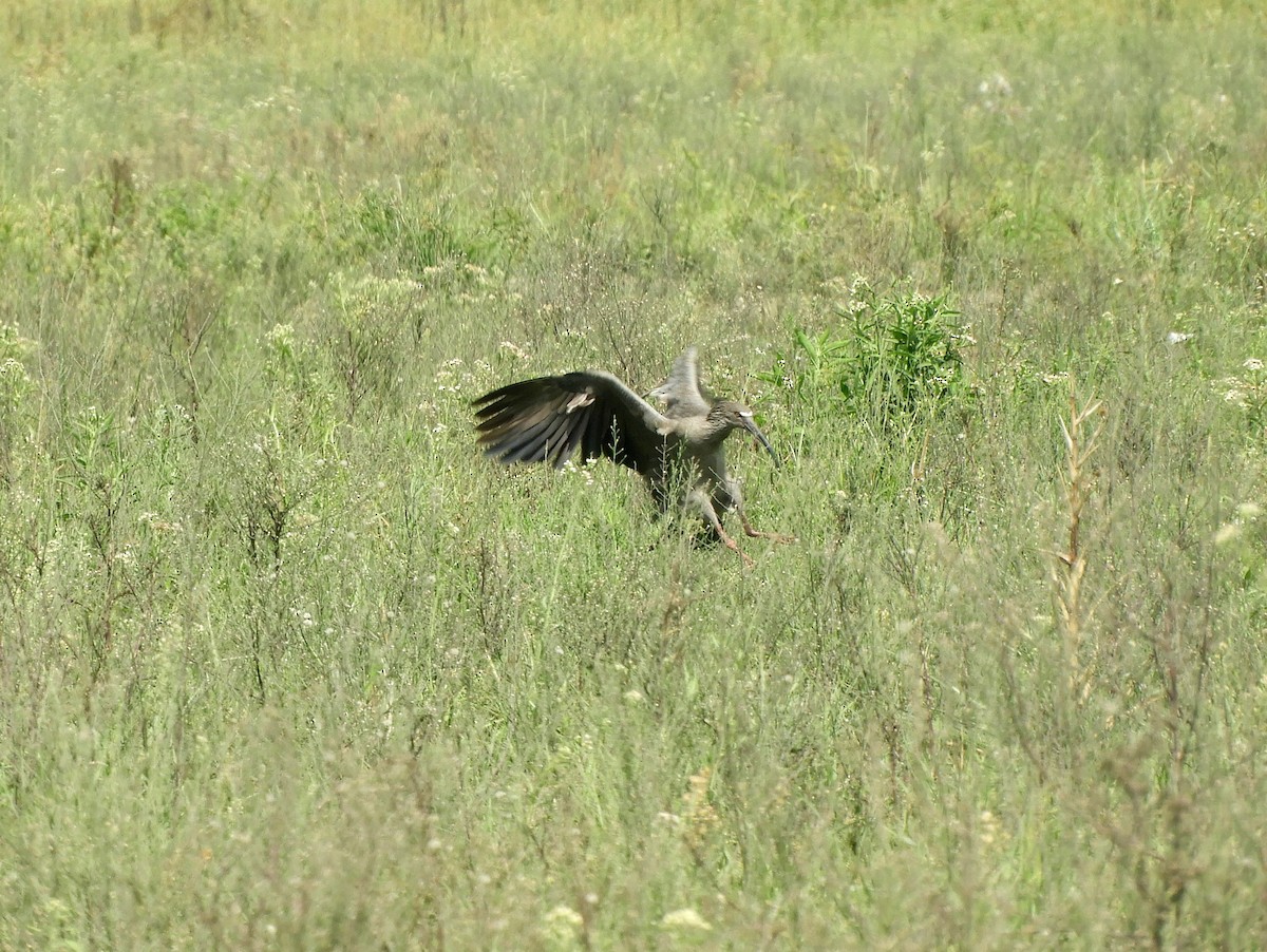 ibis běločelý - ML550352591