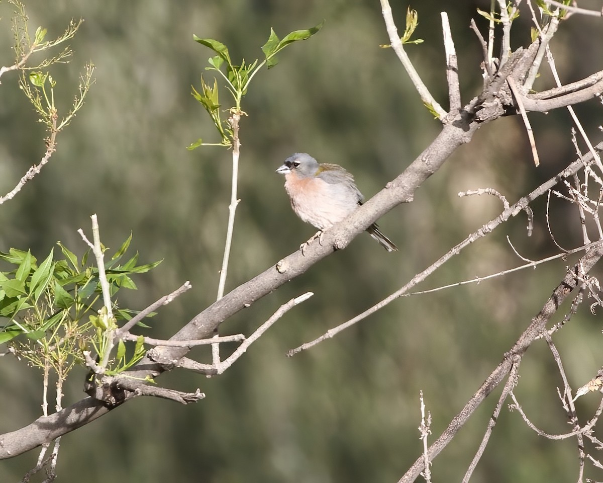 Common/African Chaffinch - ML550353241