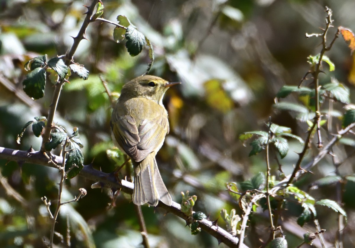 Mosquitero Ibérico - ML550353641