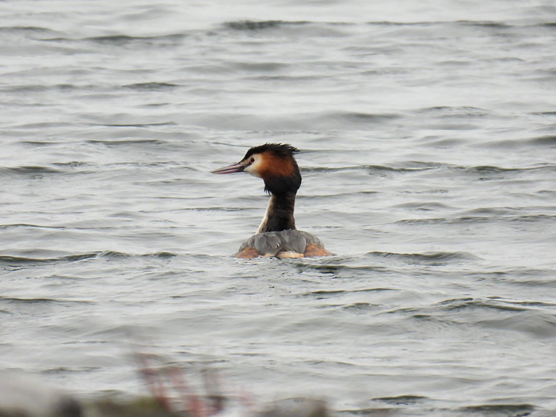Great Crested Grebe - ML550353981