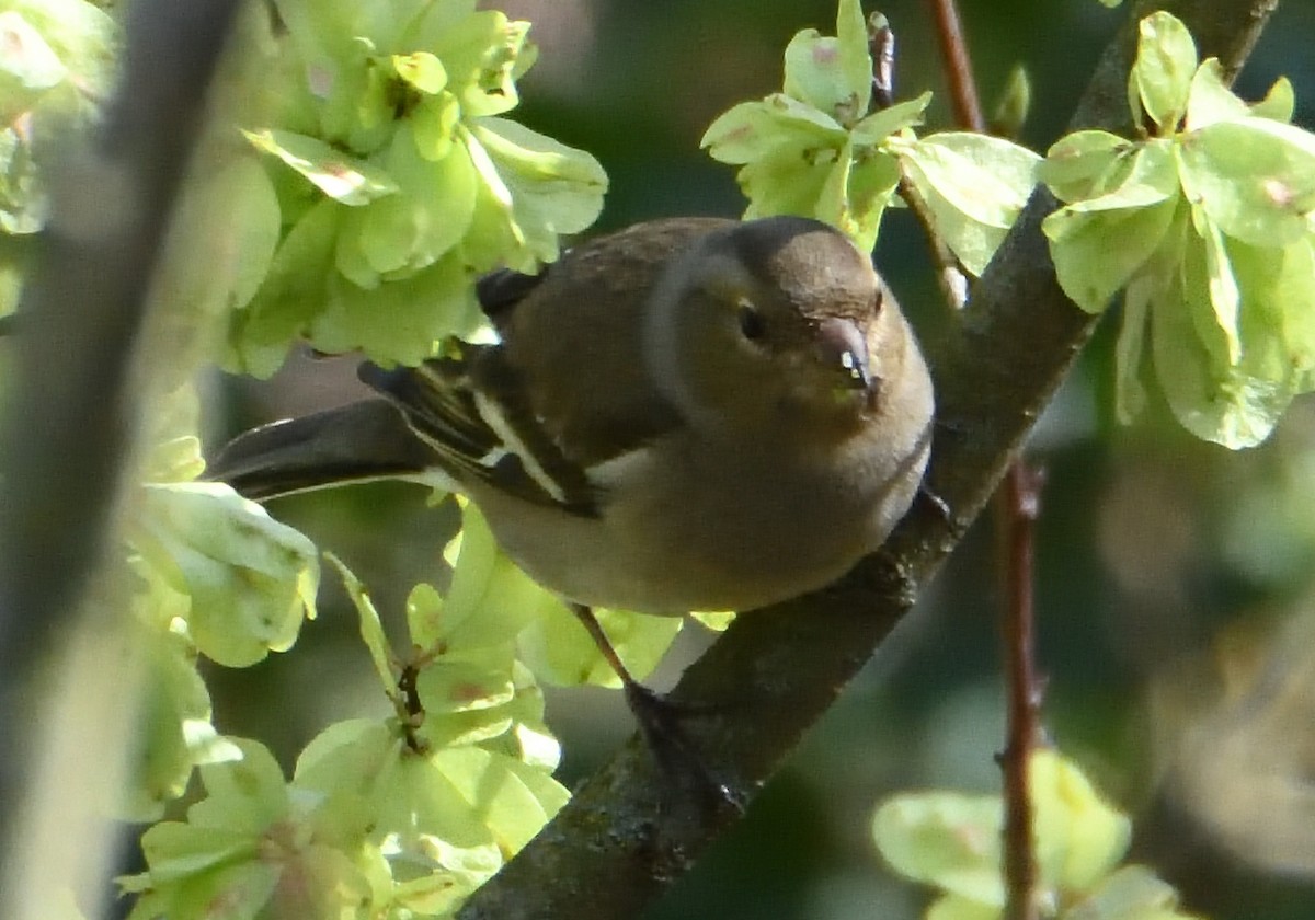 Common Chaffinch - ML550354081