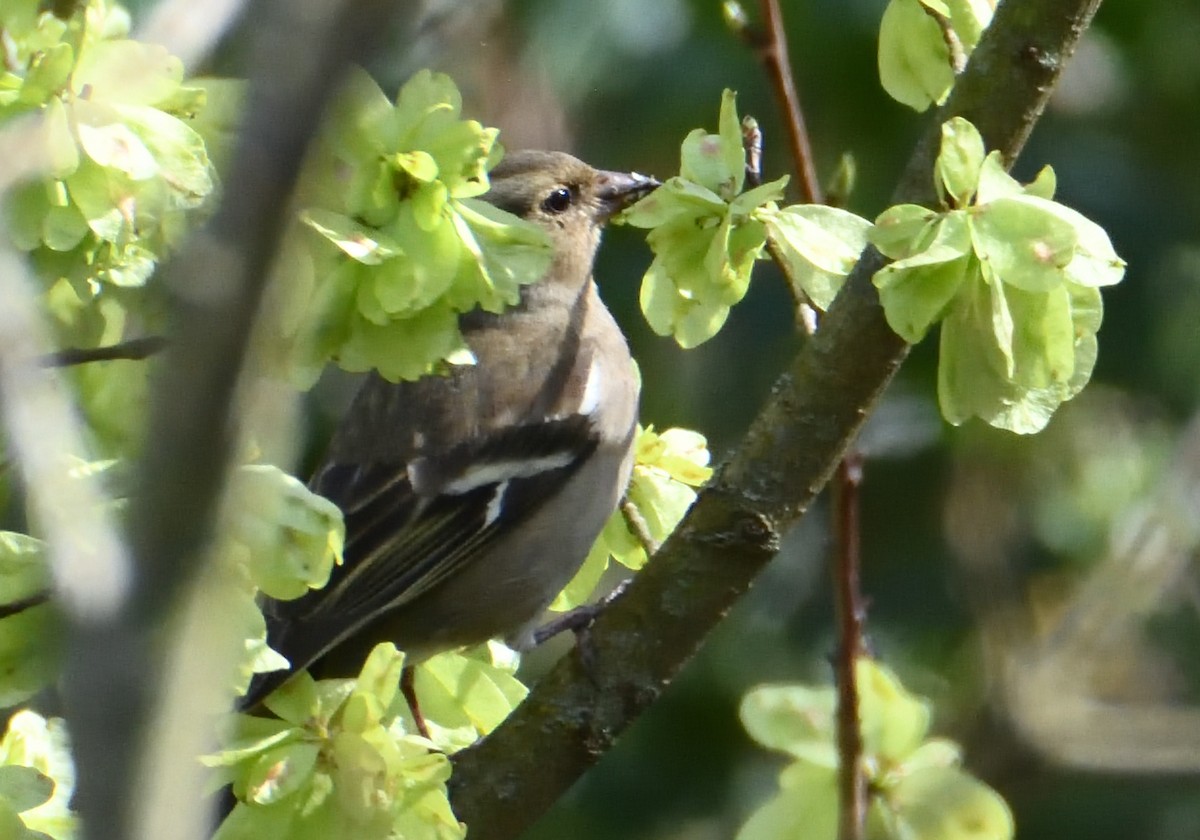 Common Chaffinch - ML550354091