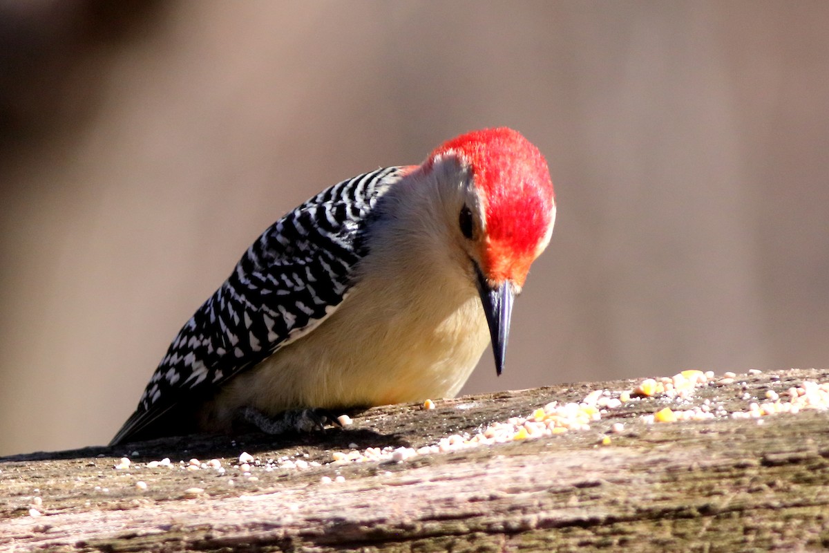 Red-bellied Woodpecker - ML550354741