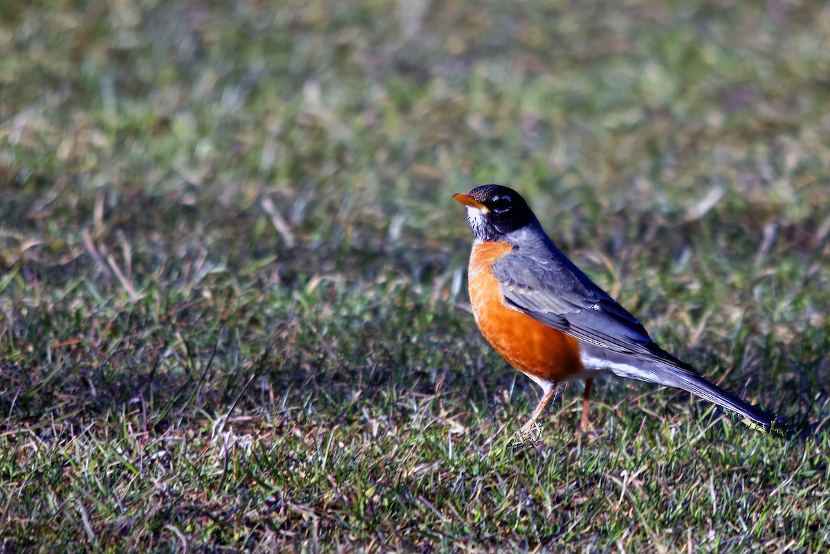 Zozo papargorria - ML550355271
