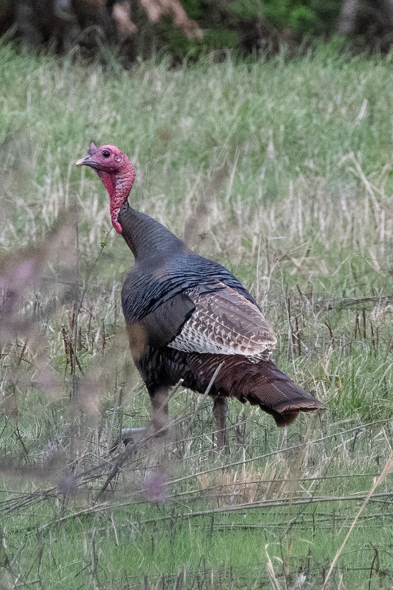 Wild Turkey - ML550356081