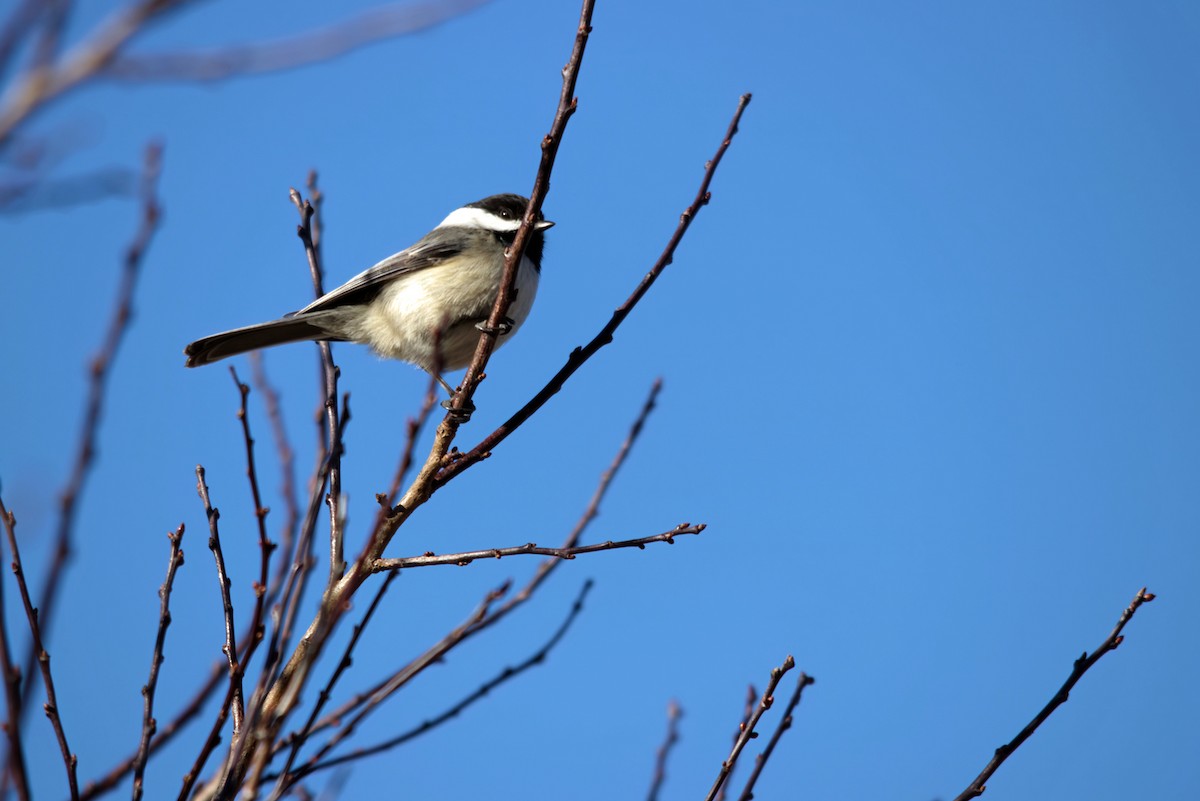 Black-capped Chickadee - ML550356331