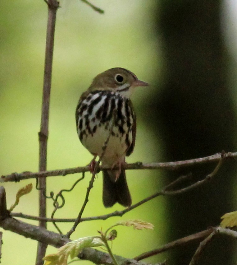 Ovenbird - ML55035731