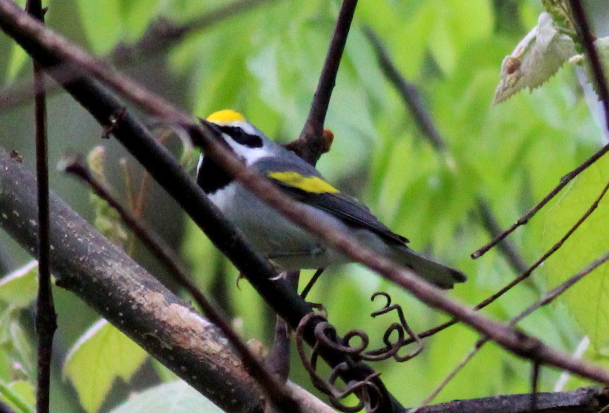 Golden-winged Warbler - ML55035751