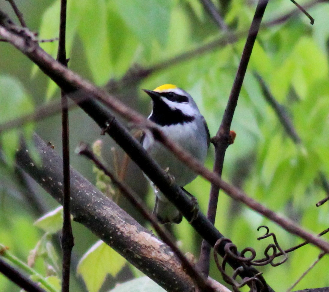 Golden-winged Warbler - ML55035771