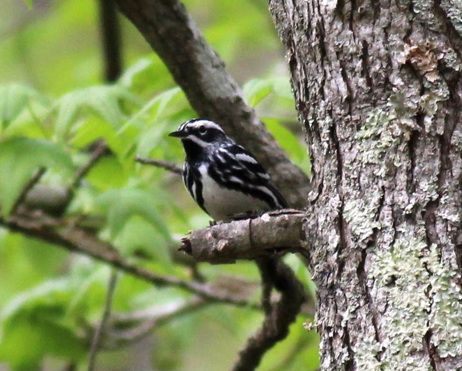 Black-and-white Warbler - ML55035811