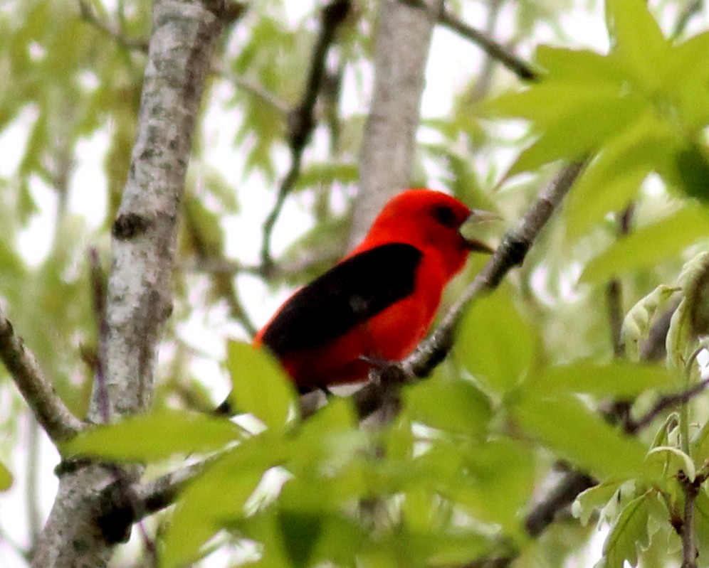 Scarlet Tanager - ML55035851
